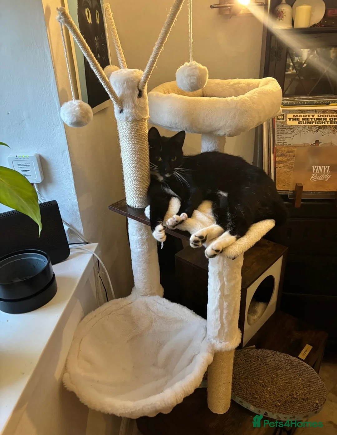 British Shorthair cats for sale: Tuxedo male - Advert 2