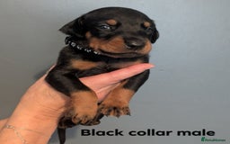 Dobermann dogs for sale: Top Quality Pedigree Dobermanns – Black & Tan - Advert 7