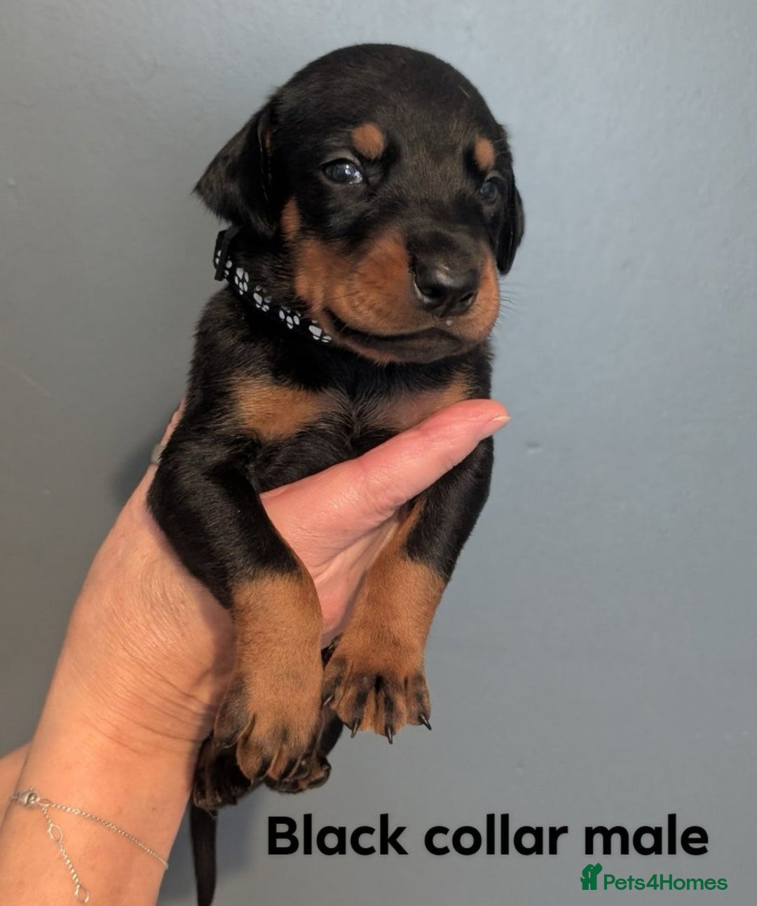 Dobermann dogs for sale: Top Quality Pedigree Dobermanns – Black & Tan - Advert 7