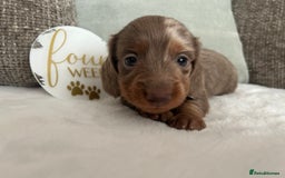 Miniature Dachshund dogs for sale: 🤍🐾 READY NEXT WEEK 🐾🤍 - Image 17