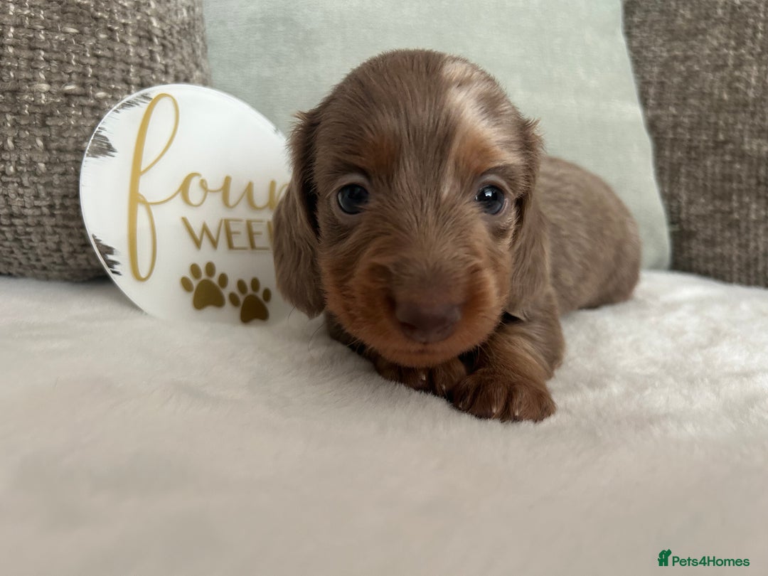 Miniature Dachshund dogs for sale: 🤍🐾 READY NEXT WEEK 🐾🤍 - Image 17