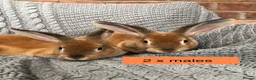 Rex rabbits for sale: Pure breed velvet mini and standard Rex rabbits - Advert 16