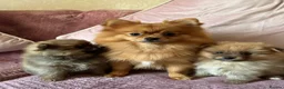 Pomeranian dogs for sale: LAST 2 GIRLS STUNNING TINY PUPPIES  in Manchester - Advert 6