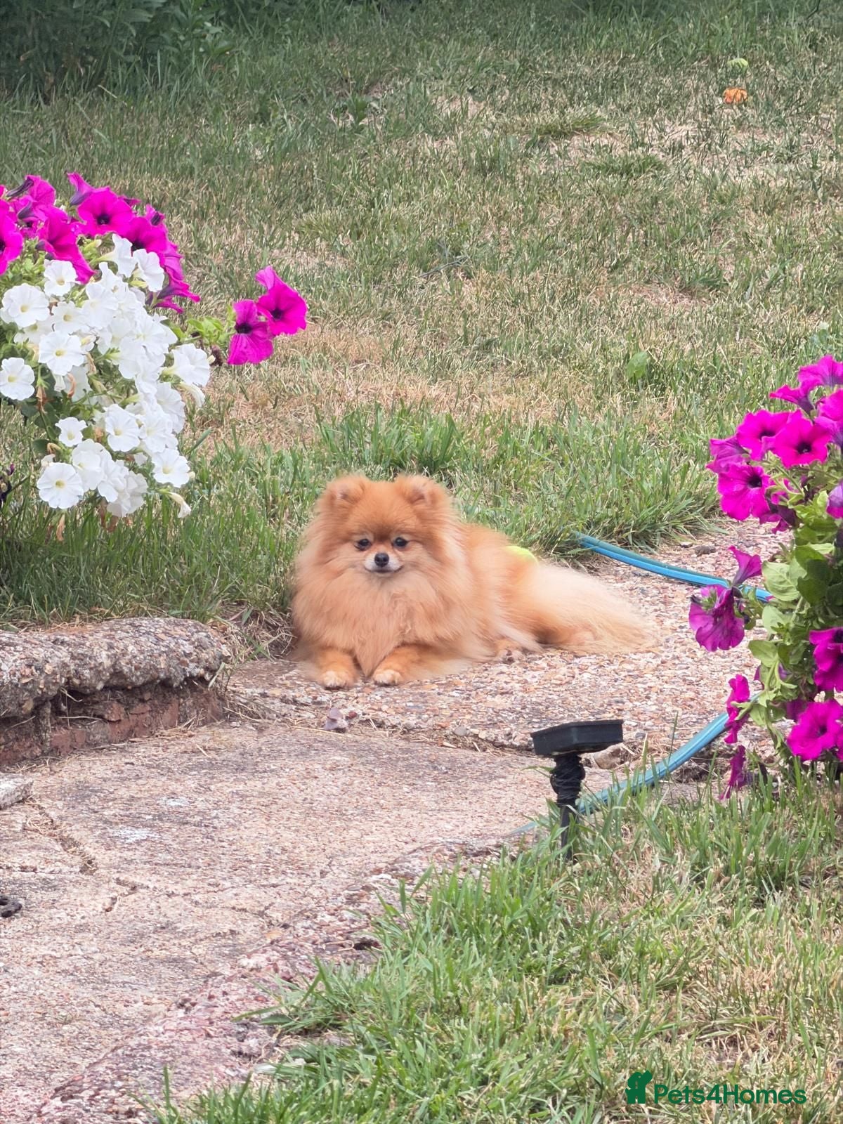 Pomeranian dogs Amazing mini Pom - Advert 18