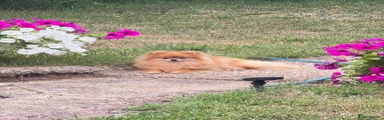 Diona Good Pom 