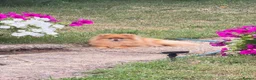 Pomeranian dogs for sale: Amazing mini Pom - Advert 1
