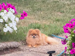 Pomeranian dogs Amazing mini Pom - Advert 18