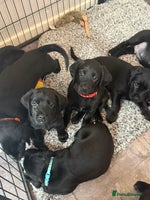 Mixed Breed dogs Gorgeous sprockador puppies for sale - Advert 12