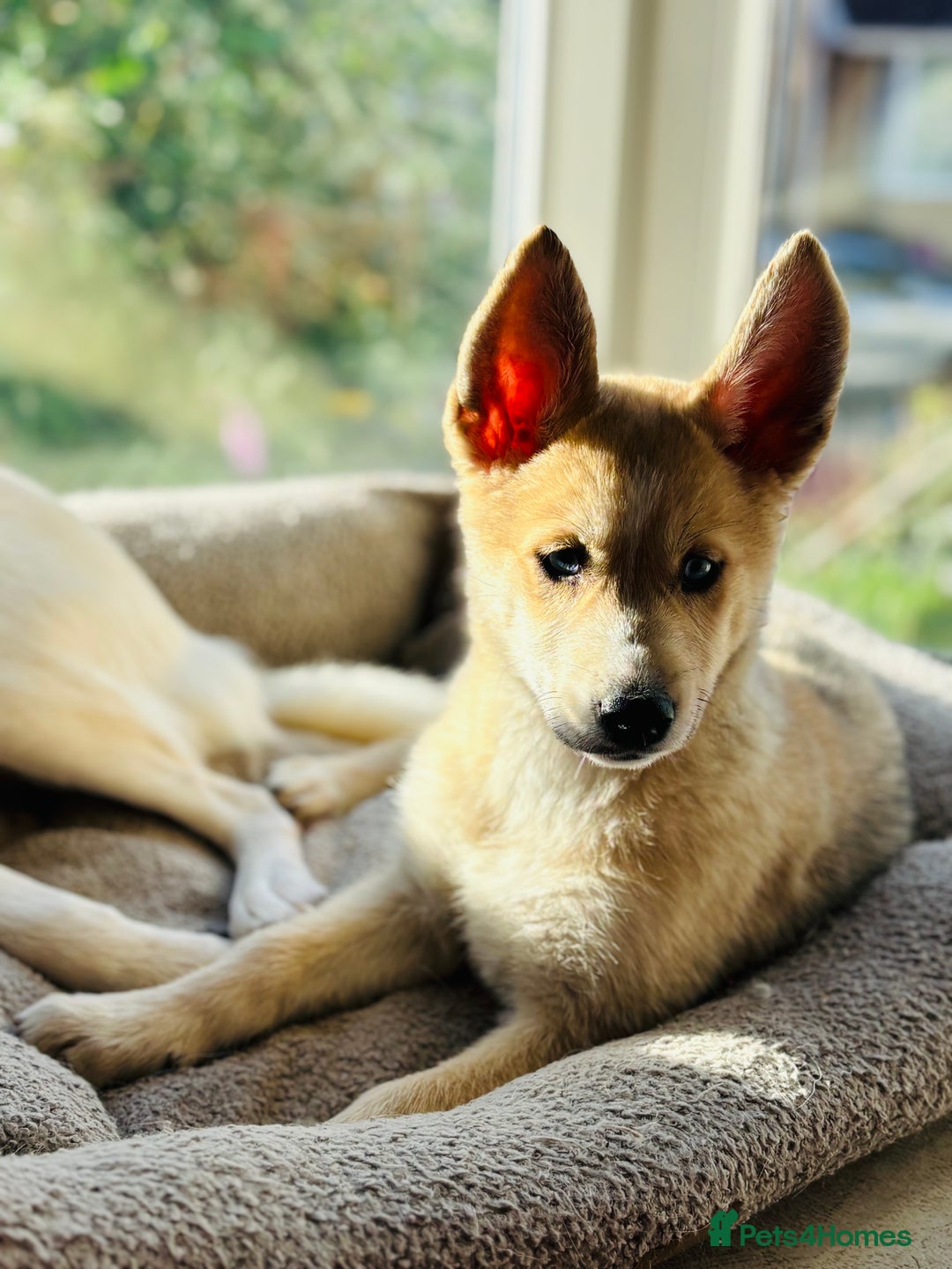 Pomsky dogs for sale: ✨ Adorable Blue-Eyed Pomsky Pups, 11 Weeks Old - Image 9