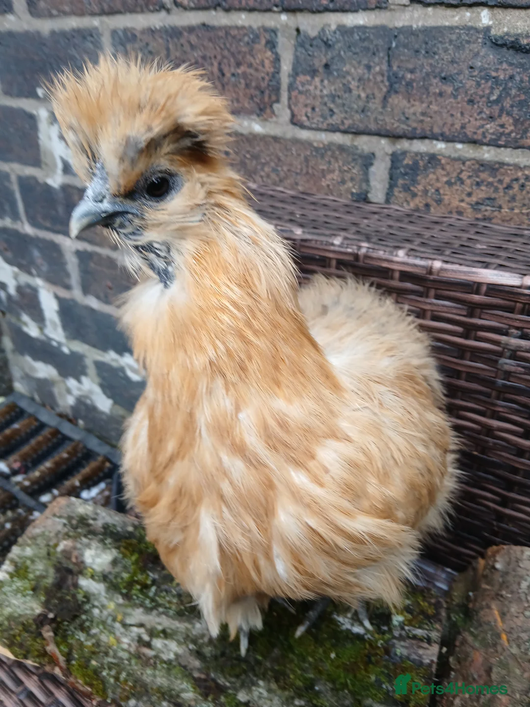 Chickens poultry for sale: Silkie bantam hen - Advert 4
