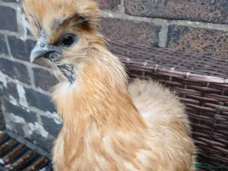 Chickens poultry Silkie bantam hen - Advert 16