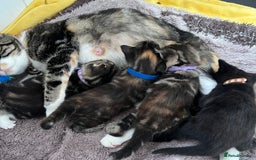 Mixed Breed cats for sale: 4  GORGEOUS TABBY/TORTOISHELL GIRLS.   - Image 25