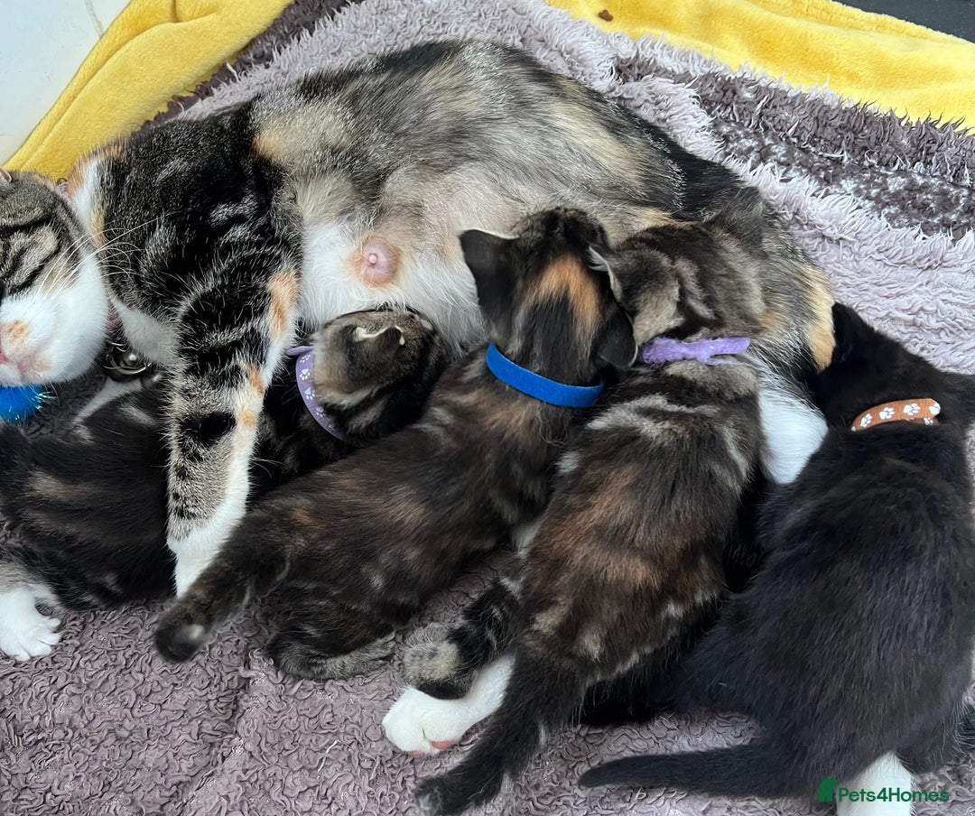 Mixed Breed cats for sale: 4  GORGEOUS TABBY/TORTOISHELL GIRLS.   - Image 25
