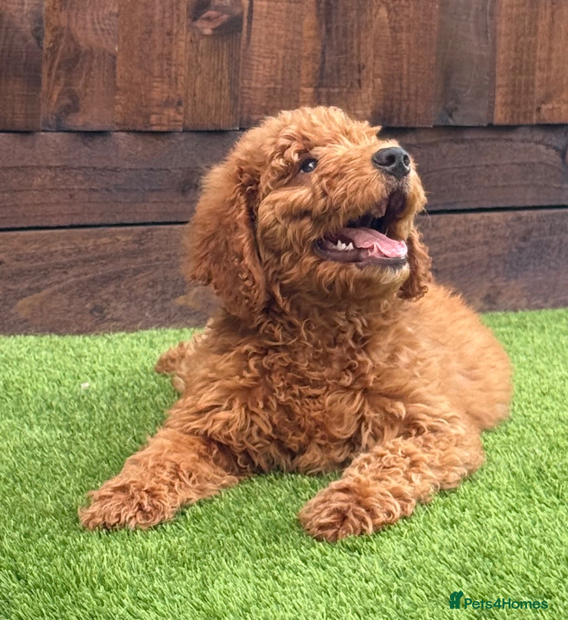 Double Doodle dogs Sunning littler of Australian Double Doodles  - Advert 2