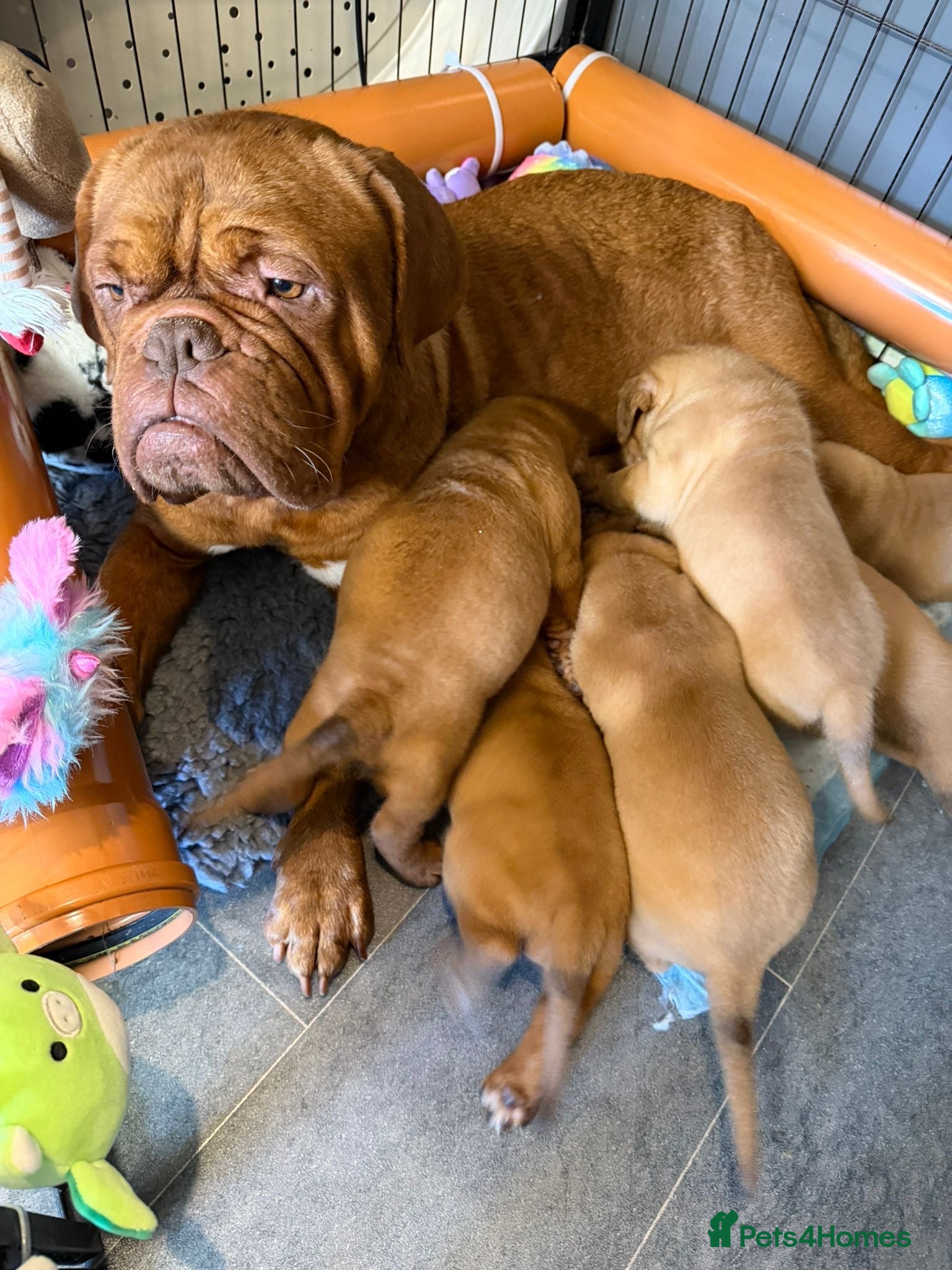 Dogue De Bordeaux dogs KC Dogue de Bordeaux Puppies with champions.  - Advert 1