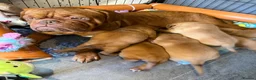 Dogue De Bordeaux dogs for sale: KC Dogue de Bordeaux Puppies with champions.  - Advert 1
