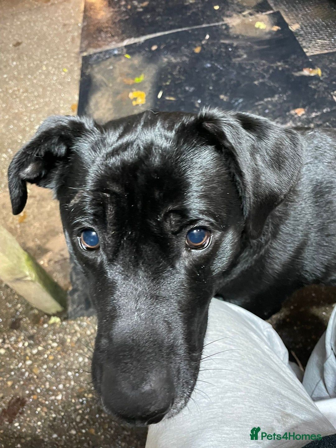 Mixed Breed dogs for adoption: SHEAMUS-a sensitive Soul for the right Human Match - Advert 3