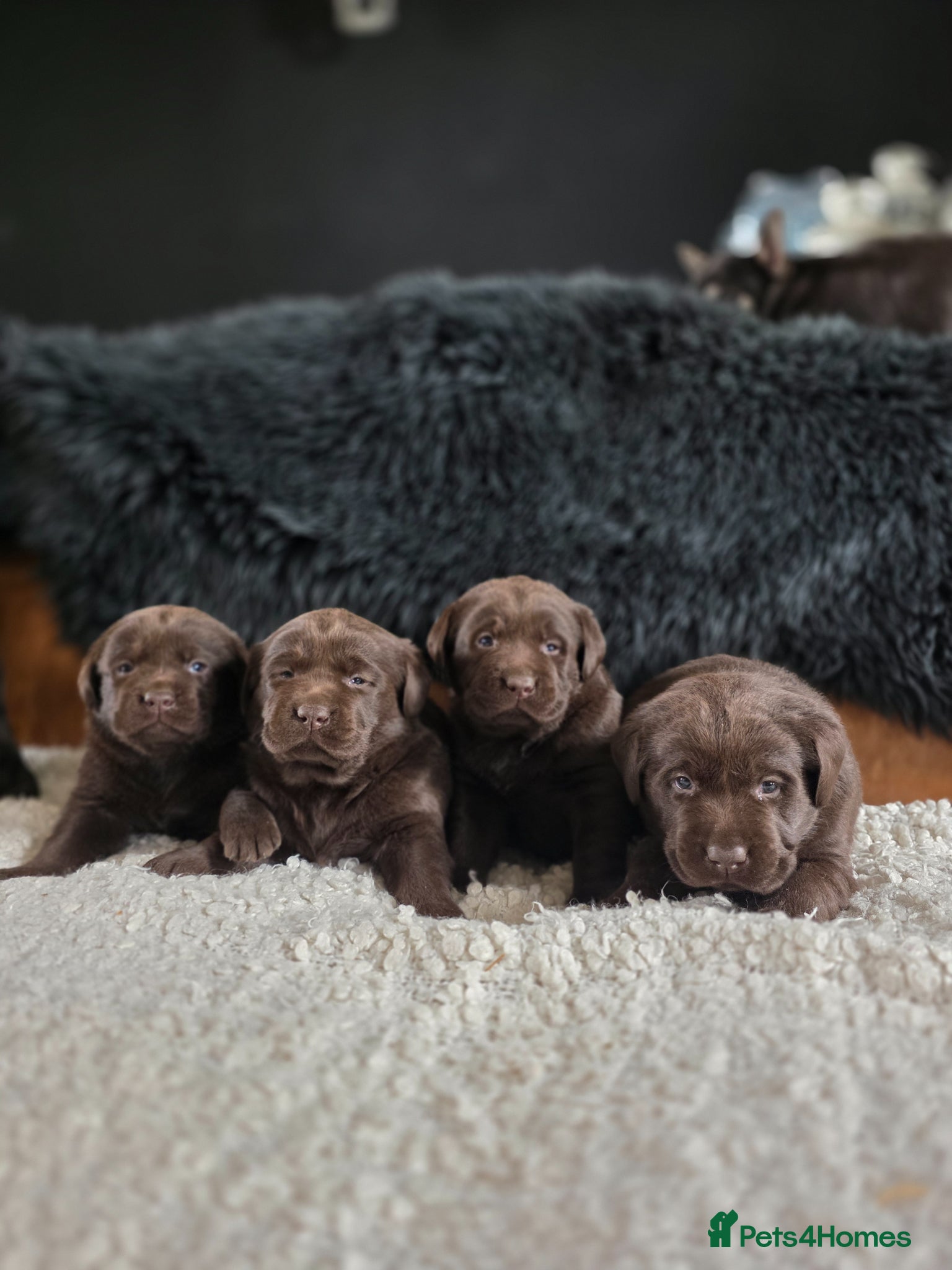 Labrador Retriever dogs High Quality Chocolate Labrador Puppies - Advert 2