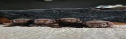 Labrador Retriever dogs for sale: High Quality Chocolate Labrador Puppies - Advert 2