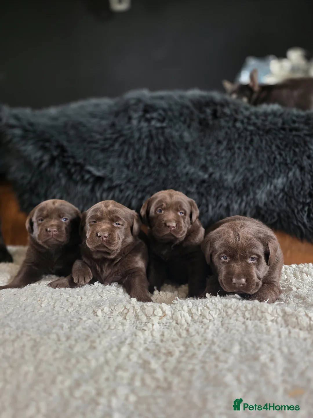 Labrador Retriever dogs for sale: High Quality Chocolate Labrador Puppies - Advert 2