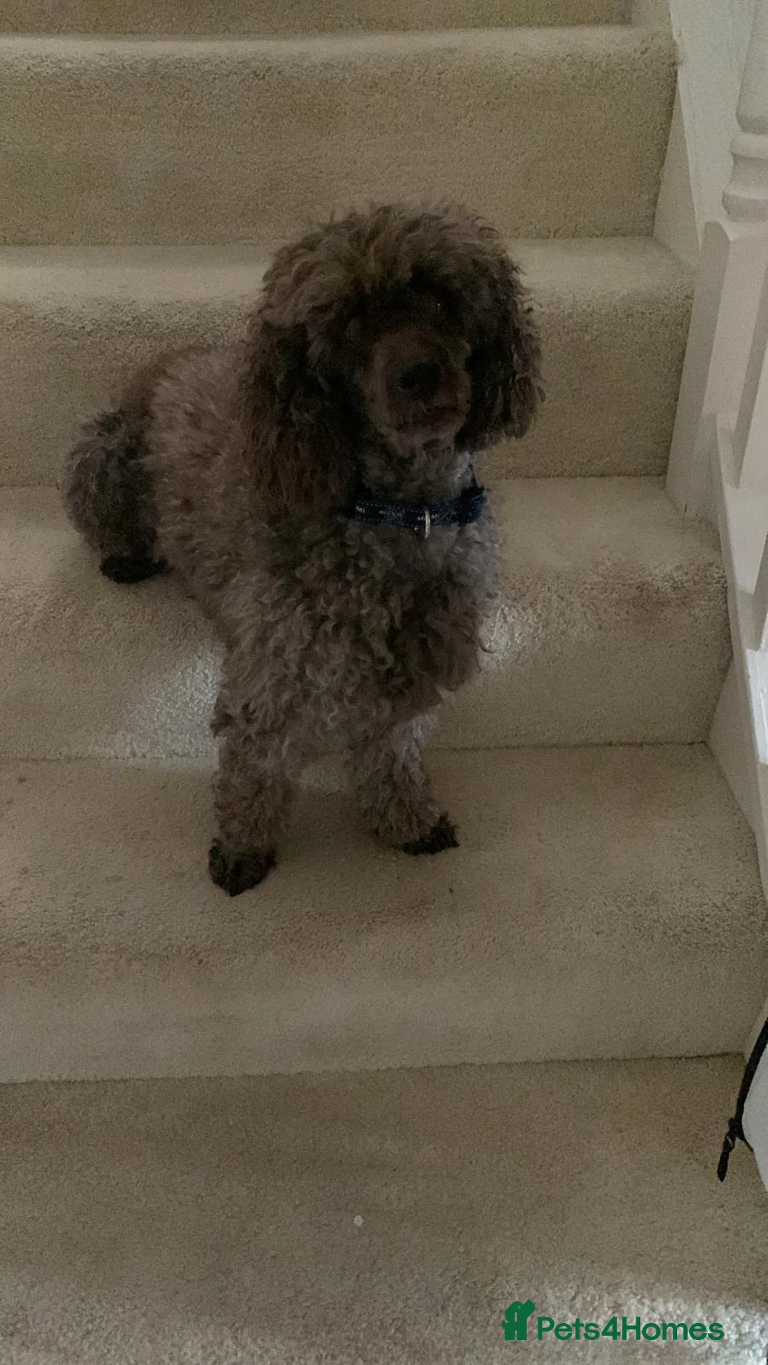 Miniature Poodle dogs for stud: KC registered Poodle proven stud - Advert 5