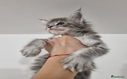 Maine Coon cats for sale: Purebred King Size Maine Coon kittens  - Image 11