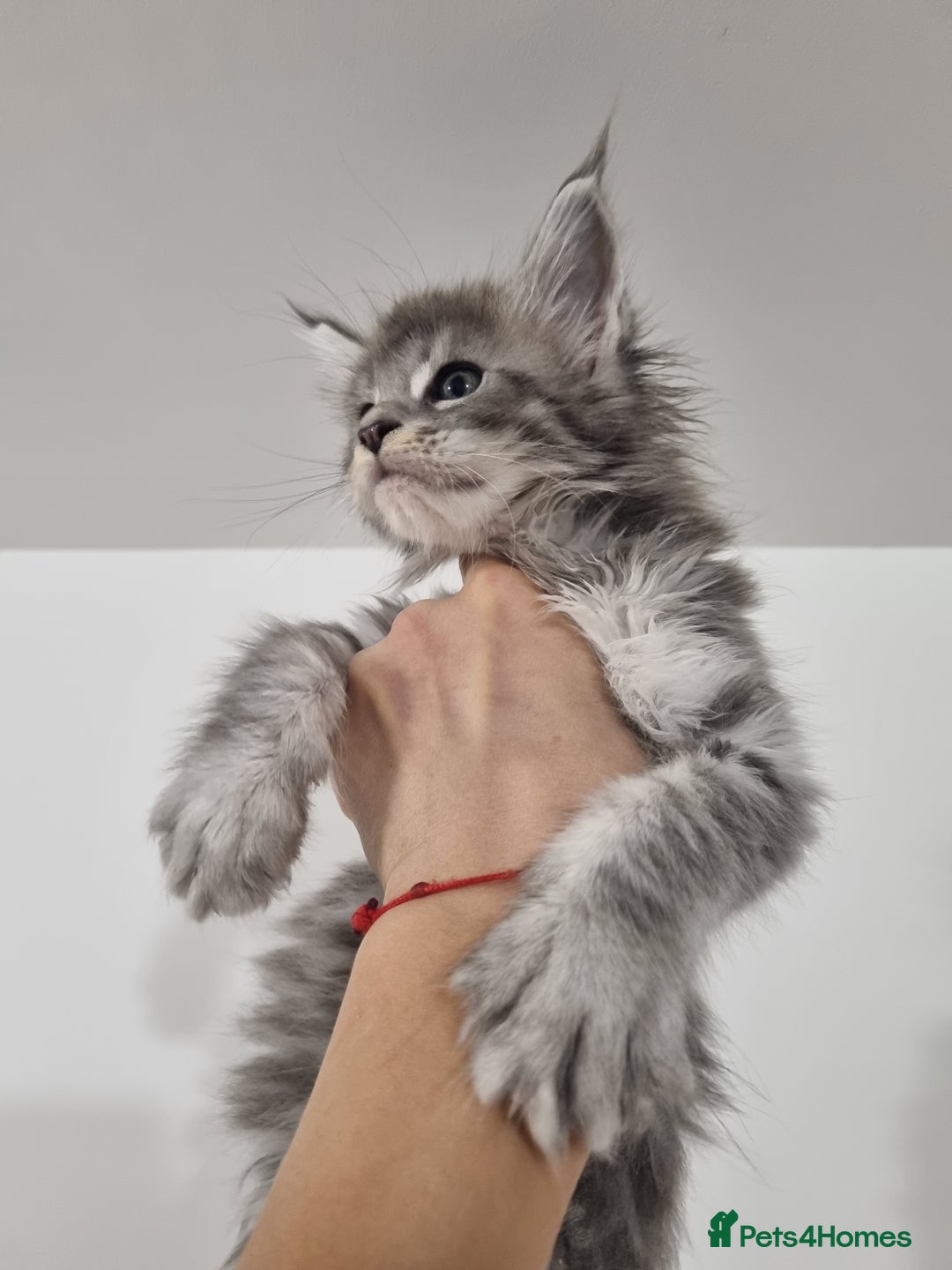 Maine Coon cats for sale: Purebred King Size Maine Coon kittens  - Image 11