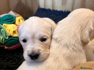 Golden Retriever dogs Exceptional Golden retriever litter - Advert 6
