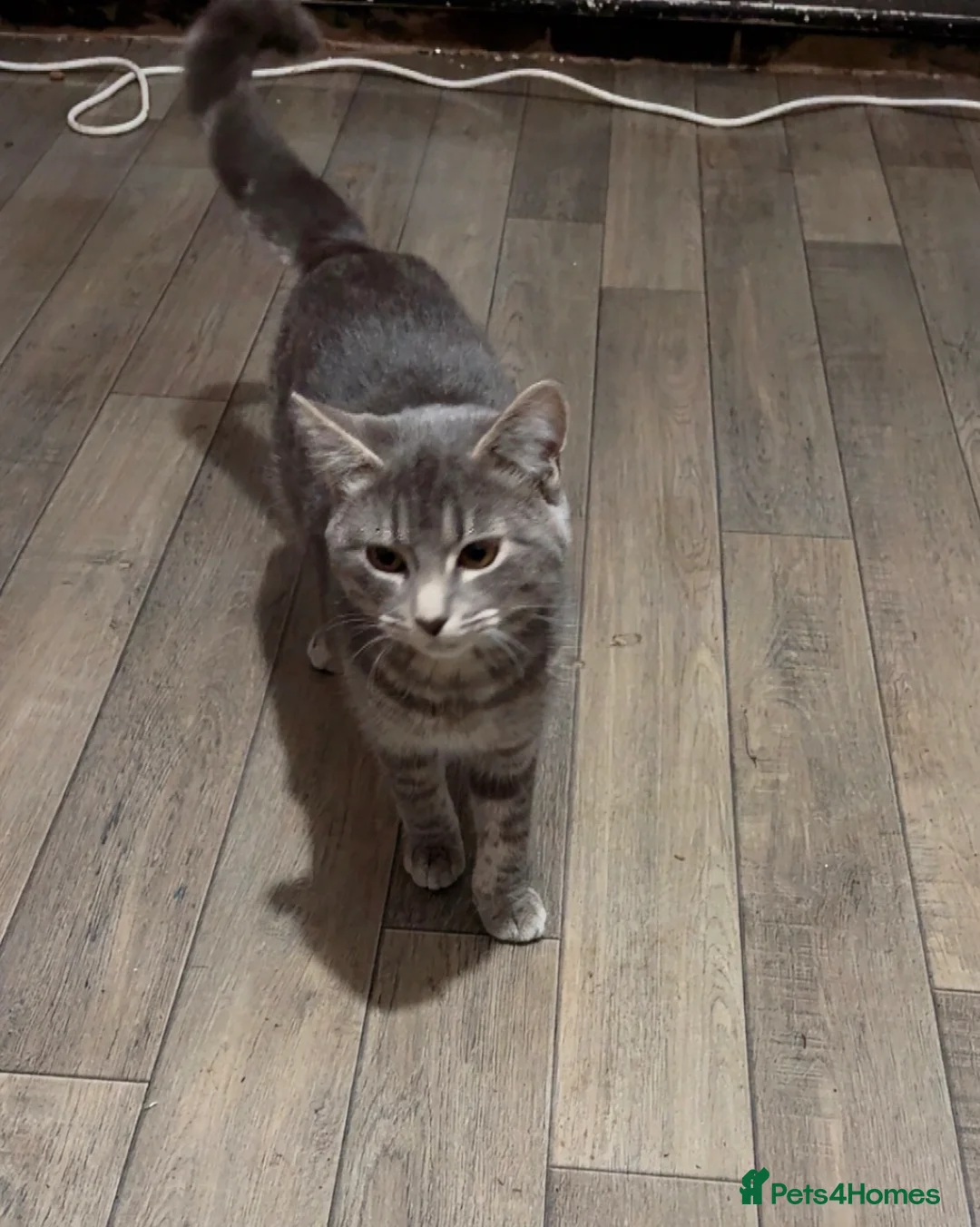 British Longhair cats for sale: British blue long hair  in Sheffield - Advert 2