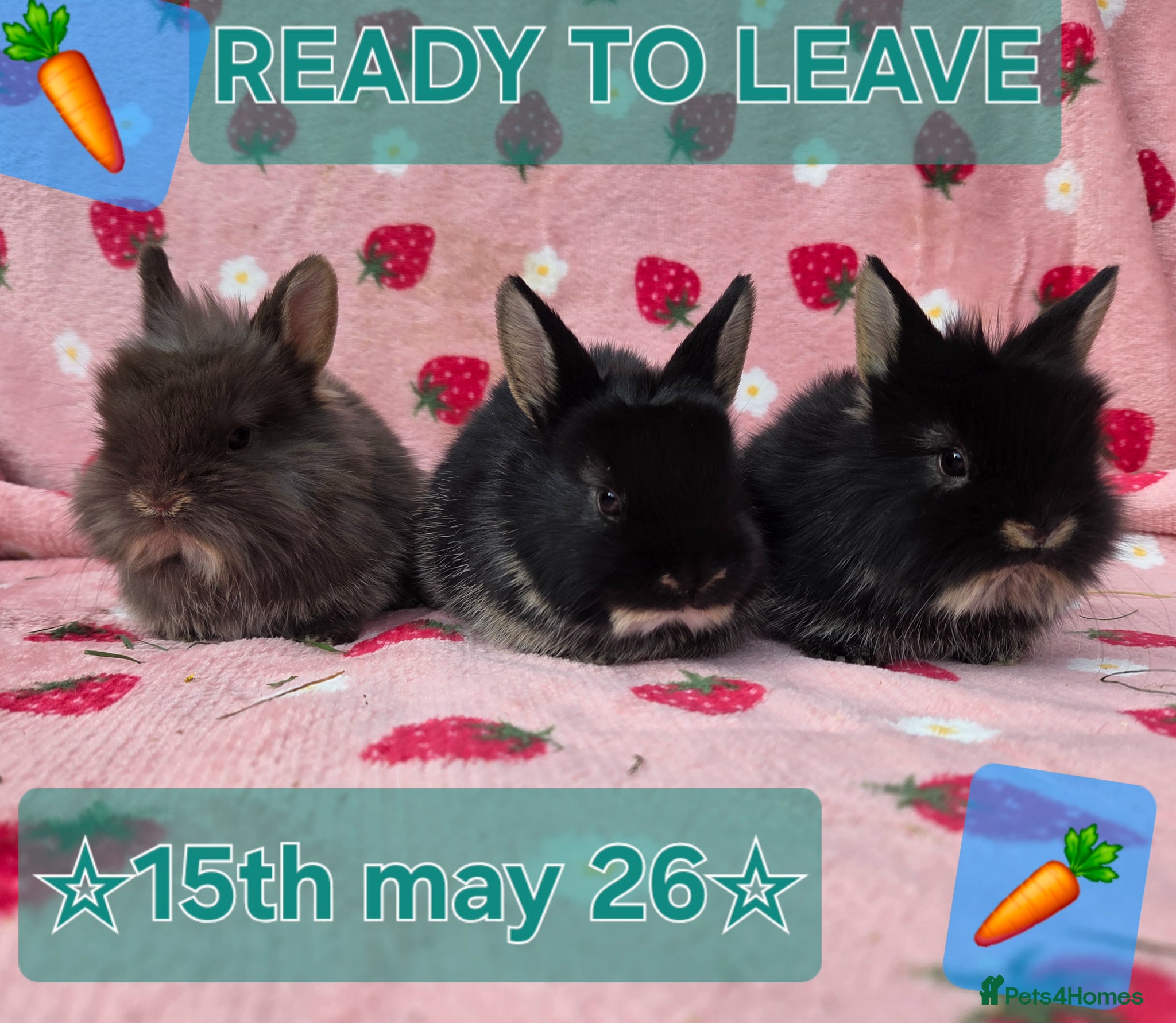 Netherland Dwarf rabbits ♡Netherland dwarf x lion head ☆♡☆ready 15th may☆♡☆ - Advert 18