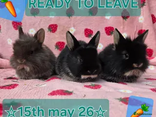 Netherland Dwarf rabbits ♡Netherland dwarf x lion head ☆♡☆ready 15th may☆♡☆ - Advert 21
