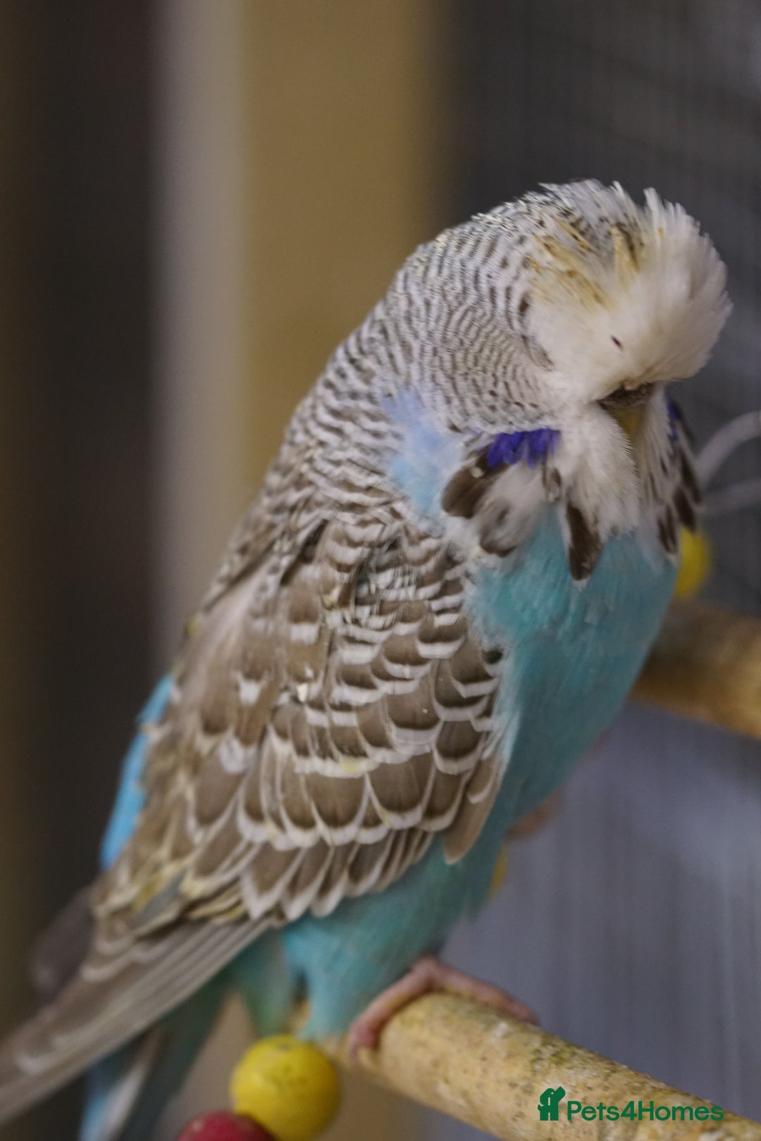 Budgerigars birds for sale: Budgies  - Advert 19