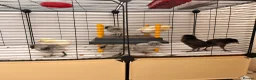 Mixed Breed birds for sale: 🐣 [Show-Quality & Healthy Chicks for Sale] - Advert 20
