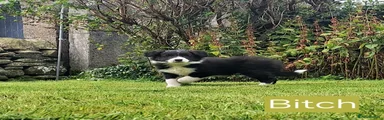 Border Collie 5