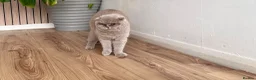 British Shorthair cats for sale: female lilac British short hair - Advert 3