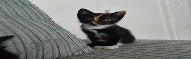 Mixed Breed 7