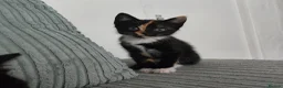 Mixed Breed cats for sale: Kittens in Truro - Advert 7