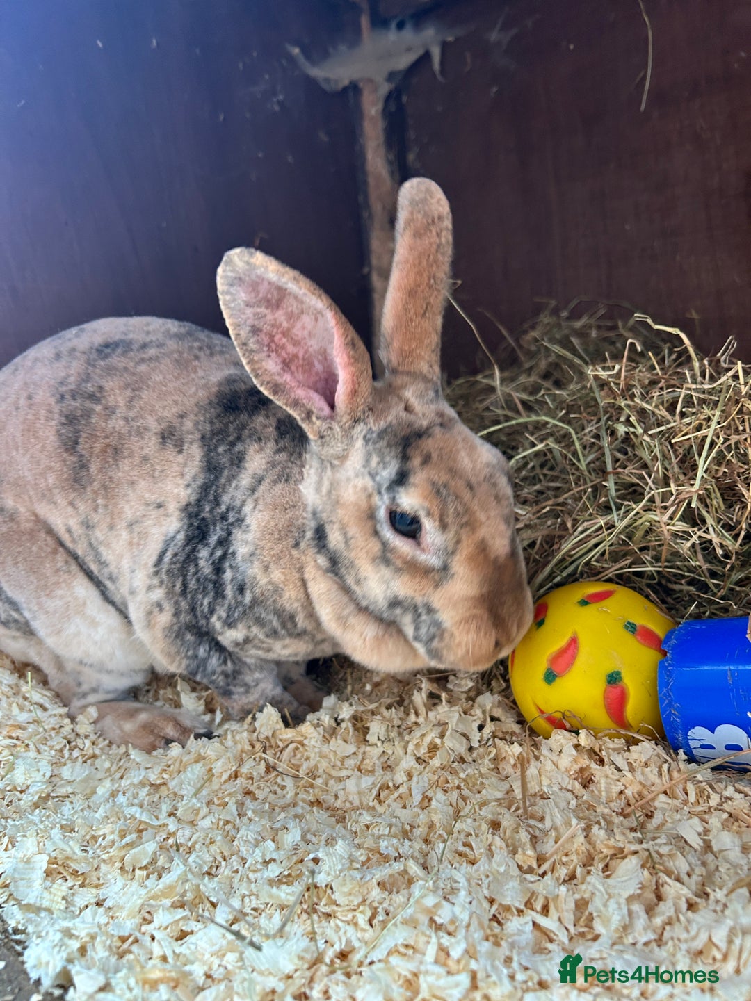 Mixed Breed rabbits for sale: Rabbits for sale  - Advert 2