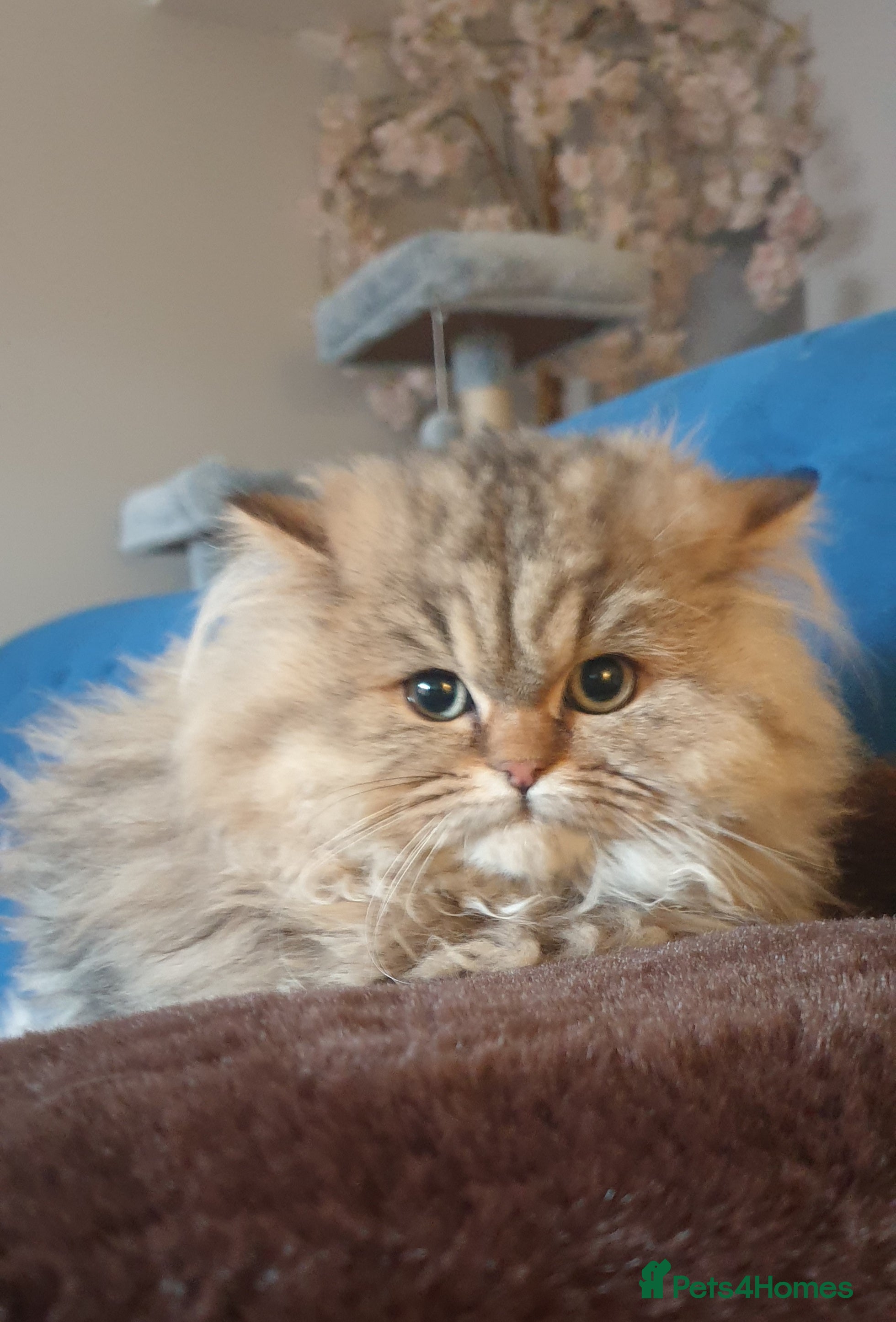 Persian cats 💖Beautiful Pedigree Chinchilla Persian Kittens. - Advert 2