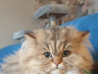 Persian cats 💖Beautiful Pedigree Chinchilla Persian Kittens. - Advert 2