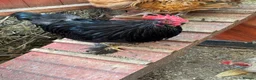 Chickens poultry for sale: 4 Cockerel for rehoming  - Advert 6