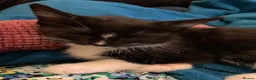 Mixed Breed cats for sale: 2 adorable kittens for sale  - Advert 8