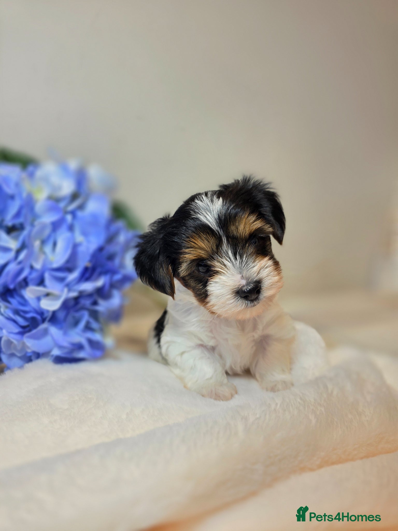 Biewer Terrier dogs Purebred Biewer Terrier Puppies - Advert 1