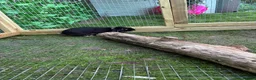 Mini Lop rabbits for sale: Otter Mini Lop Male - Advert 8