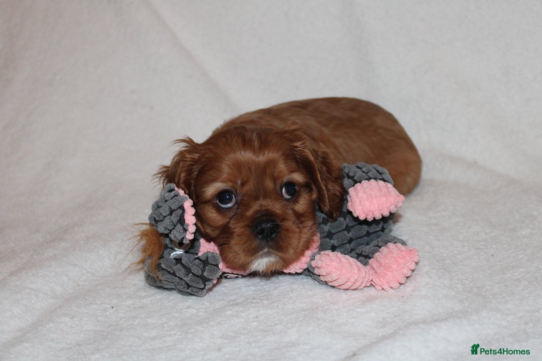 Cavalier King Charles Spaniel dogs for sale: Gorgeous Cavalier King Charles Spaniel puppies - Image 8