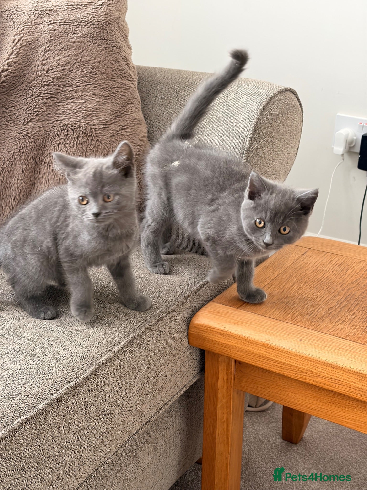 British Shorthair cats 2 blue BSH kittens Ready Now - Advert 2