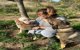 English Setter dogs for adoption: Lisa  - Advert 8