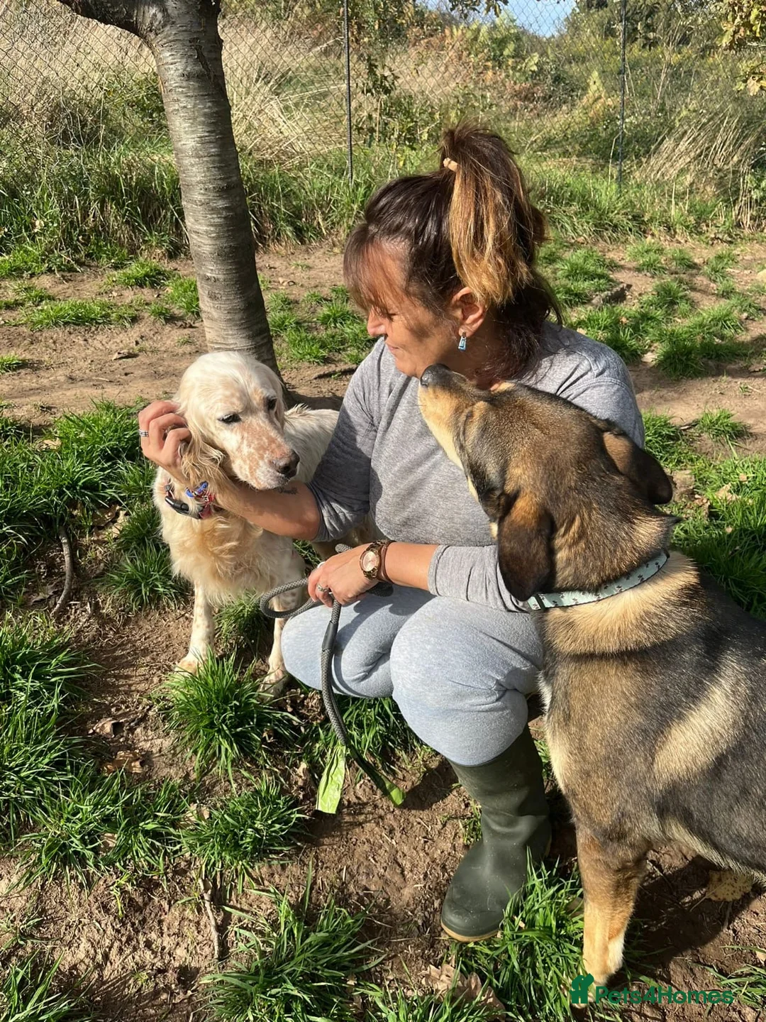 English Setter dogs for adoption: Lisa  - Advert 8