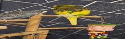 Budgerigars birds for sale: Bonded Female & Male - Advert 2