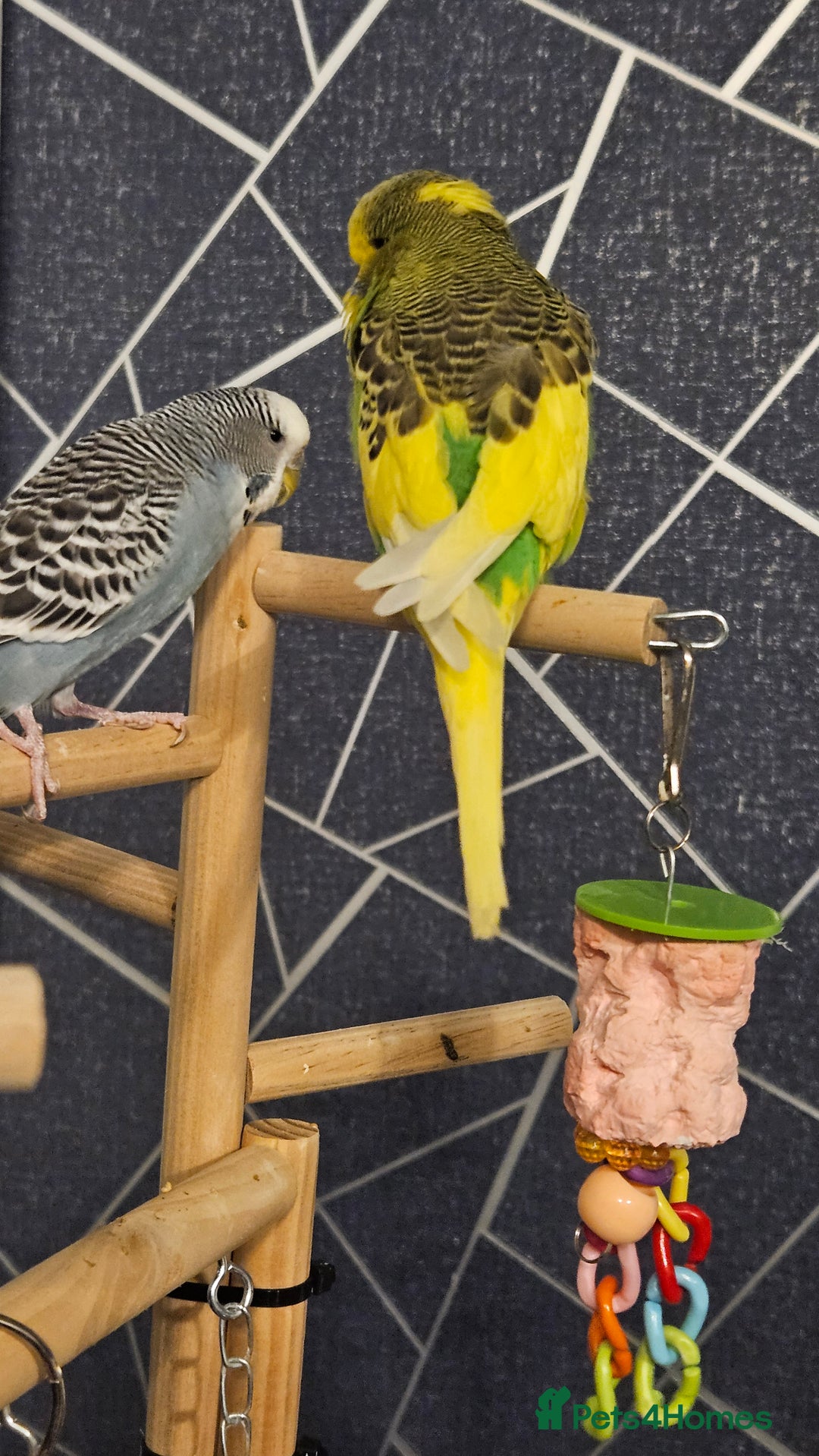 Budgerigars birds for sale: Bonded Female & Male - Advert 2